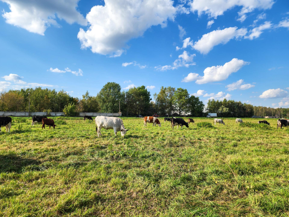 Фото: МедиаБанк Подмосковья/Мария Андрюхина