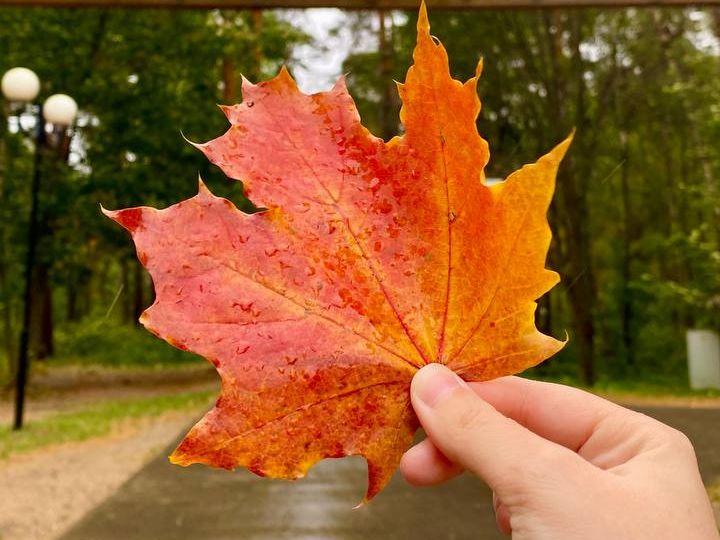 Фото: t.me/parkikrasnogorska_official