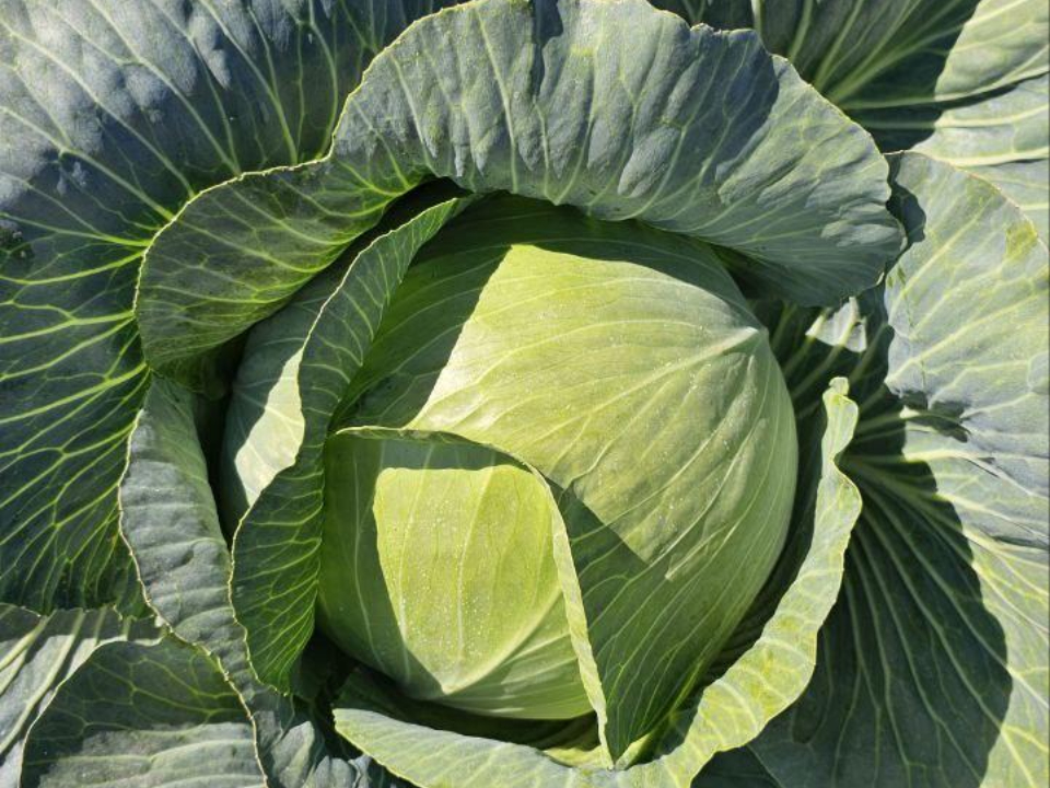 Фото: Агрохолдинг  «ОСП агро» 