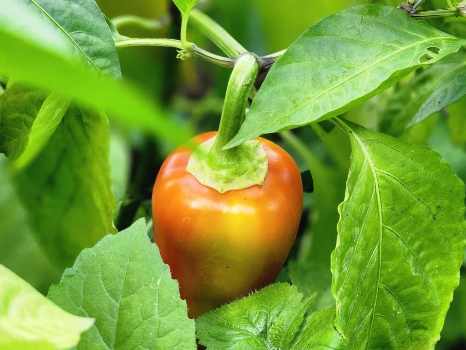 Фото: REGIONS/Наталия Надточая