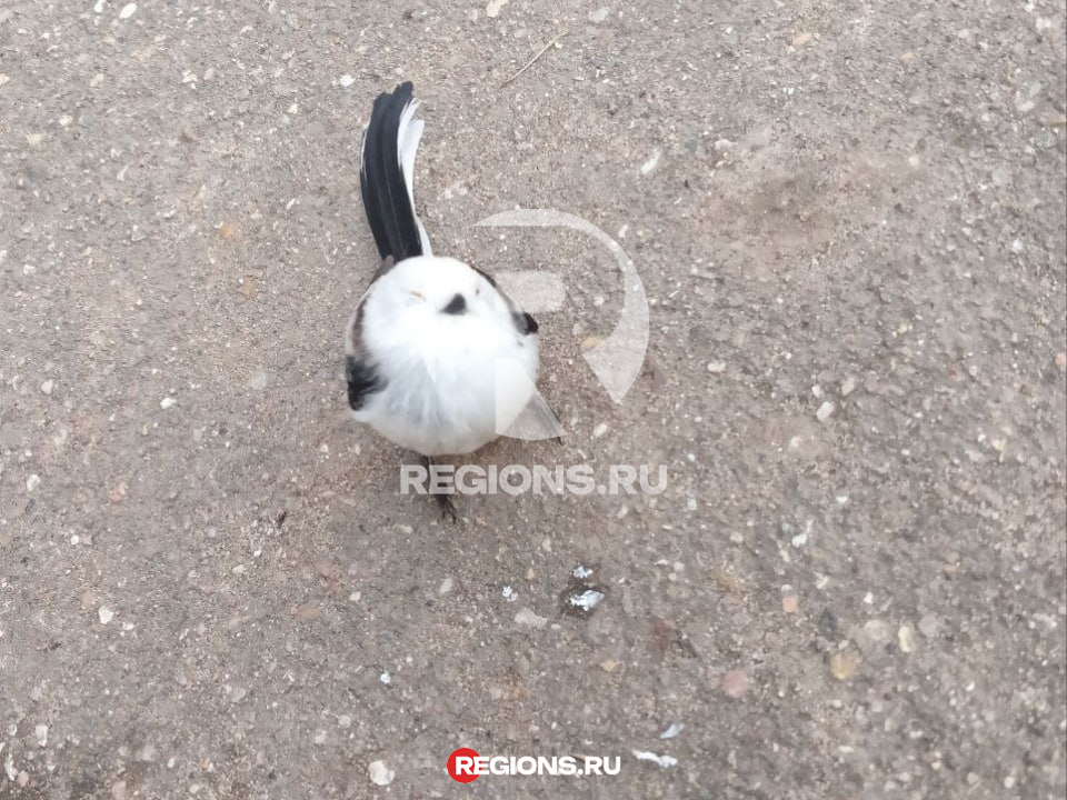 Фото: Дана Данилова