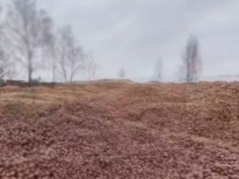 Фото: REGIONS/Василий Тремасов