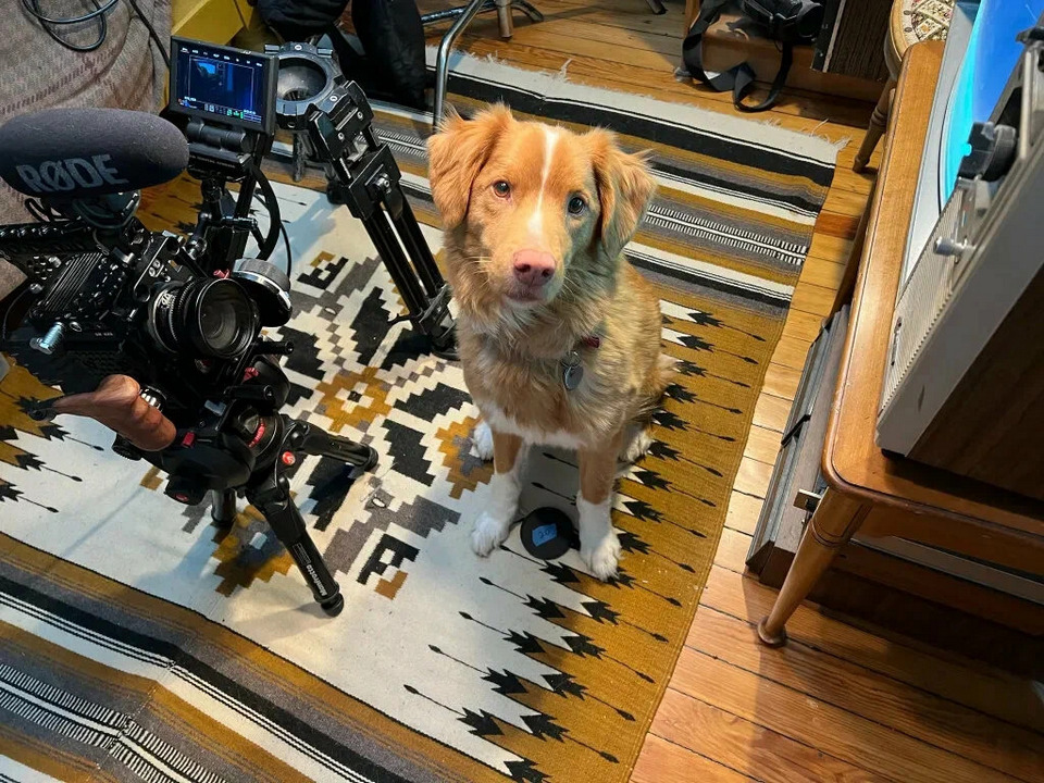 Фото: студия What's Wrong With Your Dog?