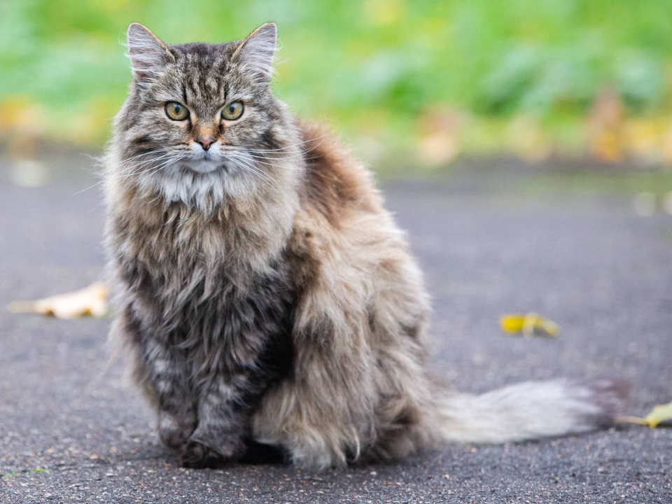 Фото: t.me/podolskadm