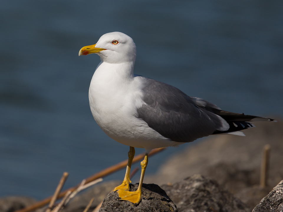 Фото: istockphoto.com/phalder