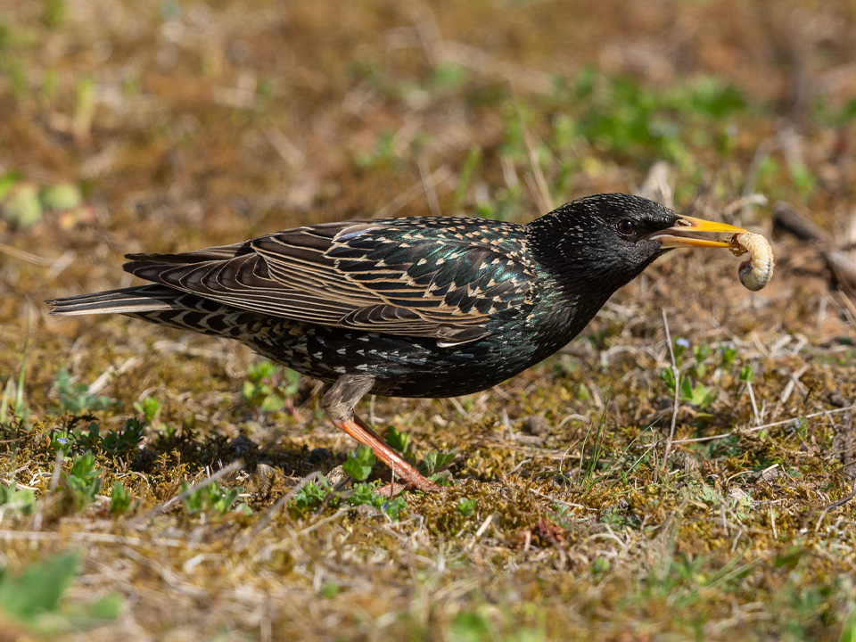 Фото: istockphoto.com/Andyworks
