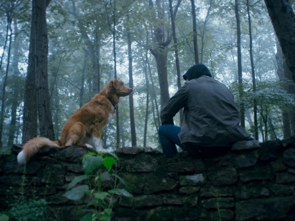 Кадр из фильма «Глазами пса». Режиссер Бен Леонберг. 2025 год
