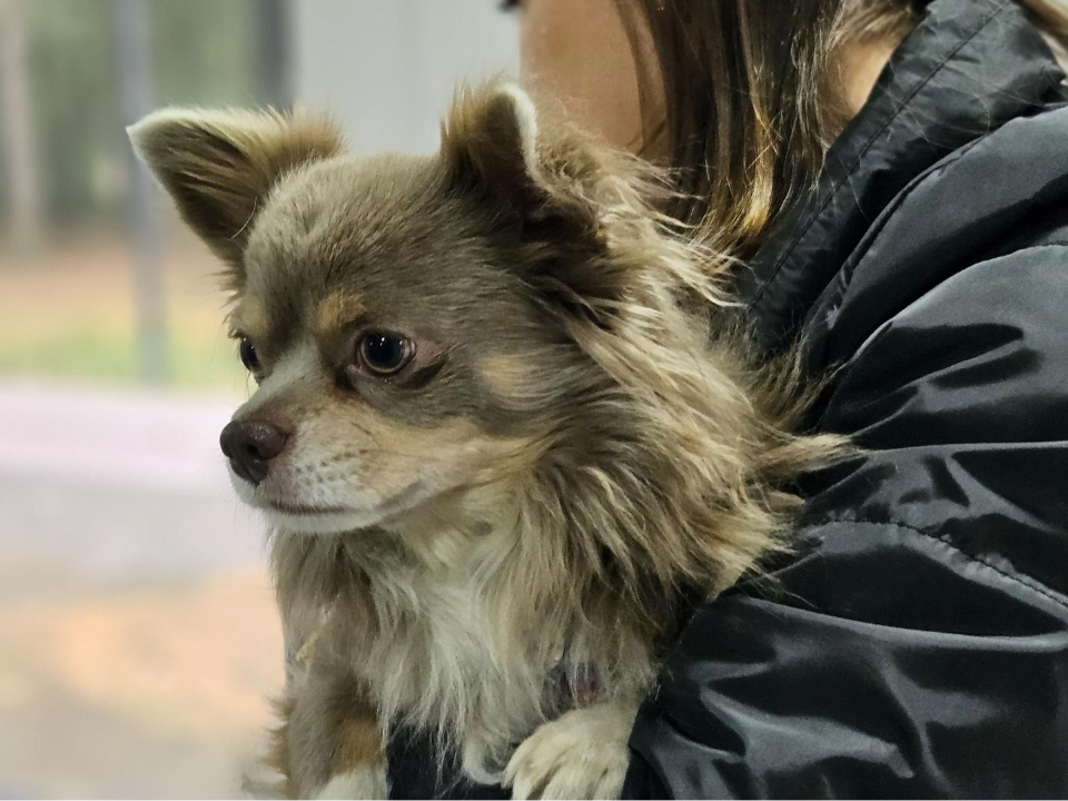Фото: МедиаБанк Подмосковья/Ольга Вельшикаева