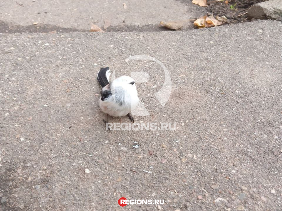 Фото: Дана Данилова