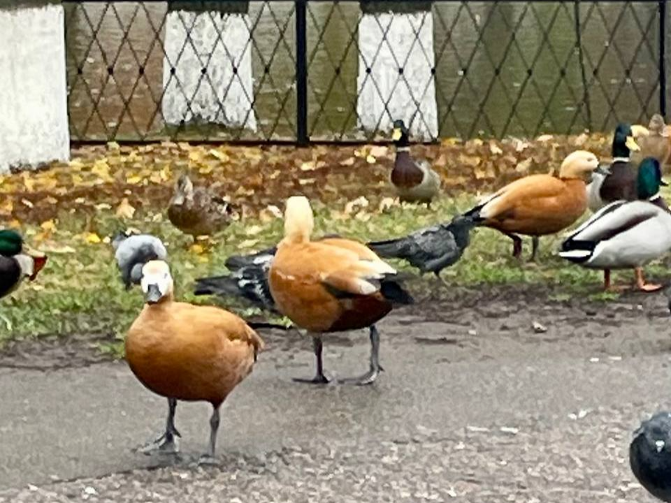 Фото: t.me/tvugresha