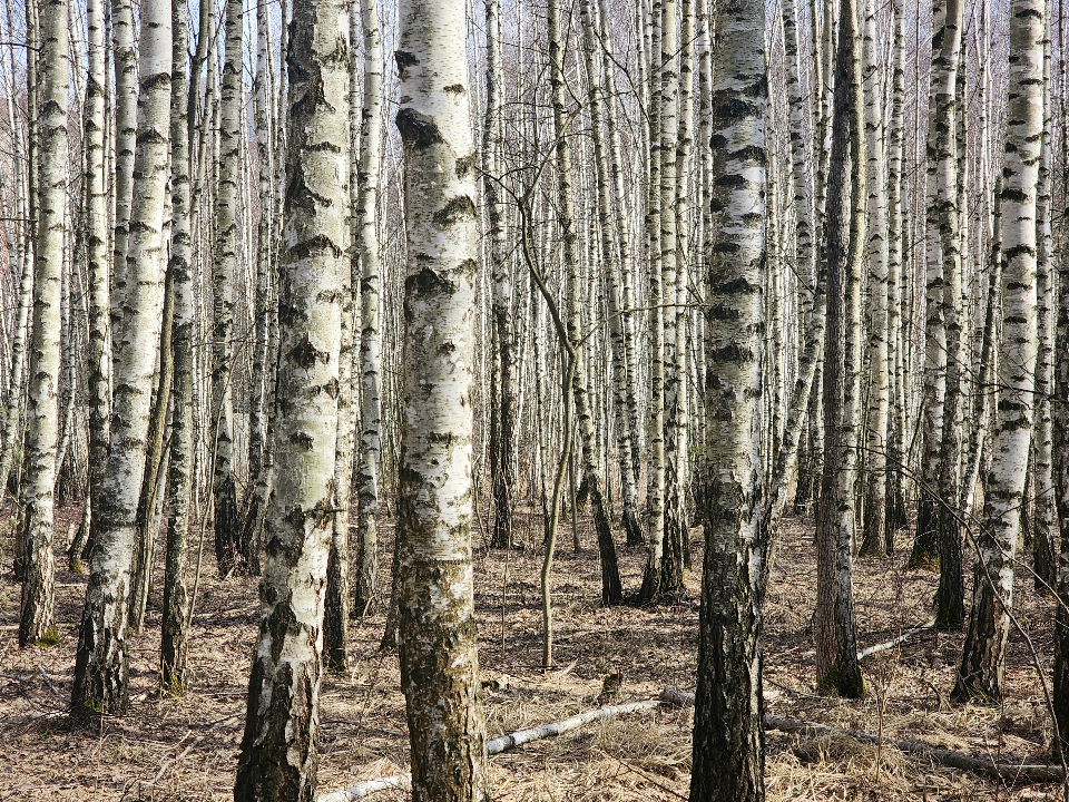 Фото: МедиаБанк Подмосковья/Мария Панина