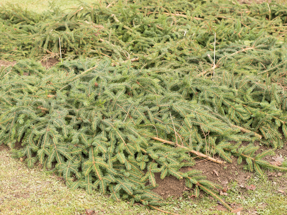 Фото: istockphoto.com/Faraonvideo