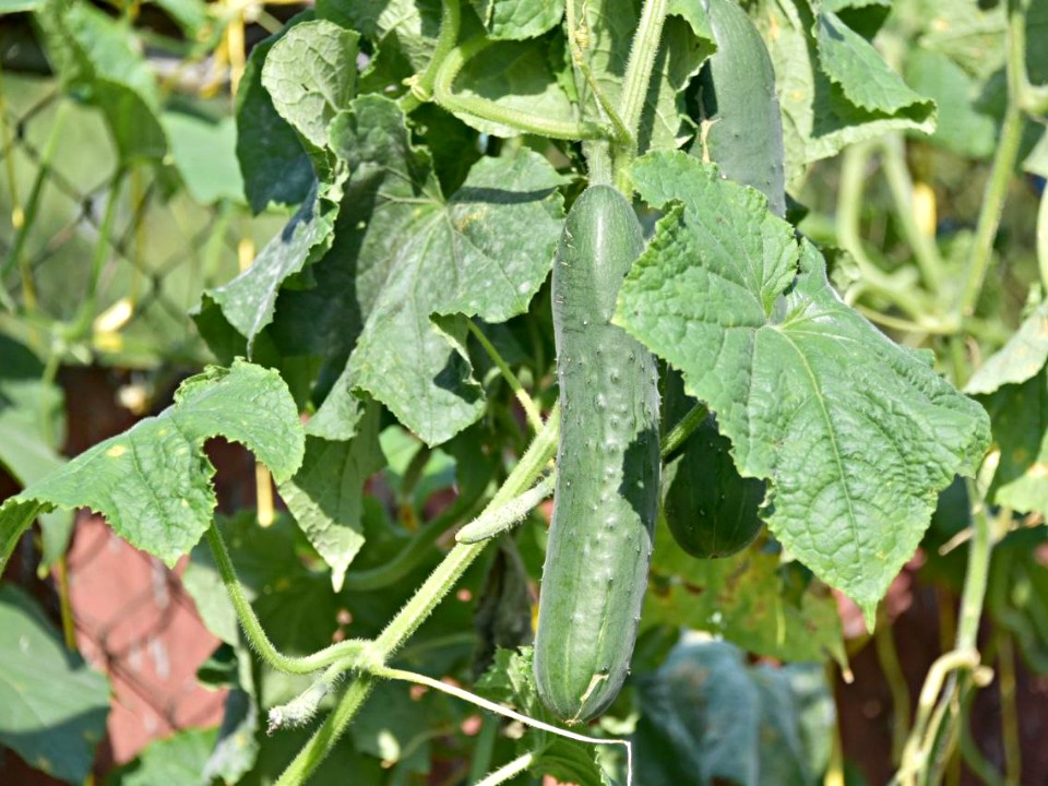 Фото: REGIONS/Максим Зубарев