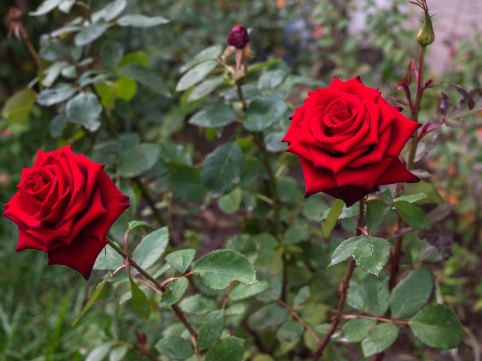 Фото: REGIONS/Максим Зубарев