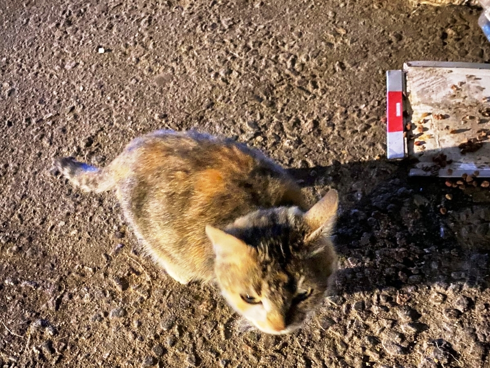 Фото: vk.com/zhivotnye_v_bede