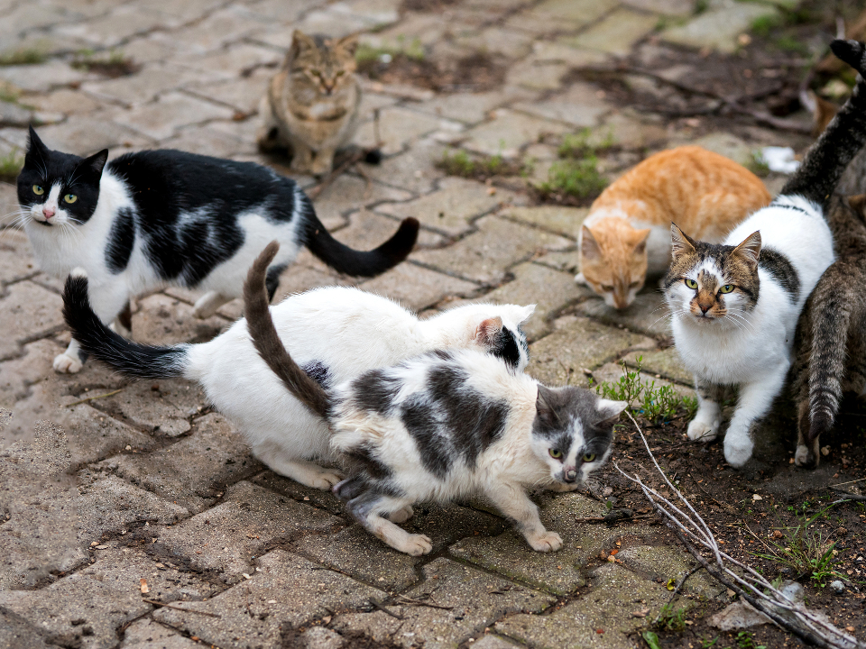 Фото: istockphoto.com/isayurtsever