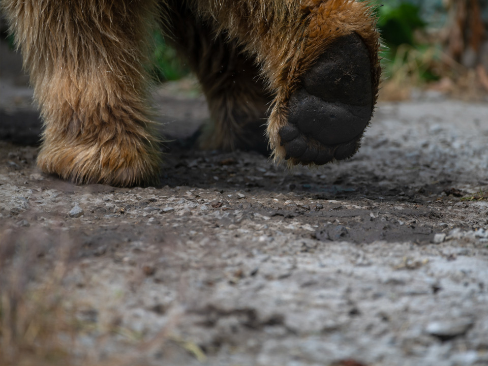 Фото: istockphoto.com/Andrey Rykov 