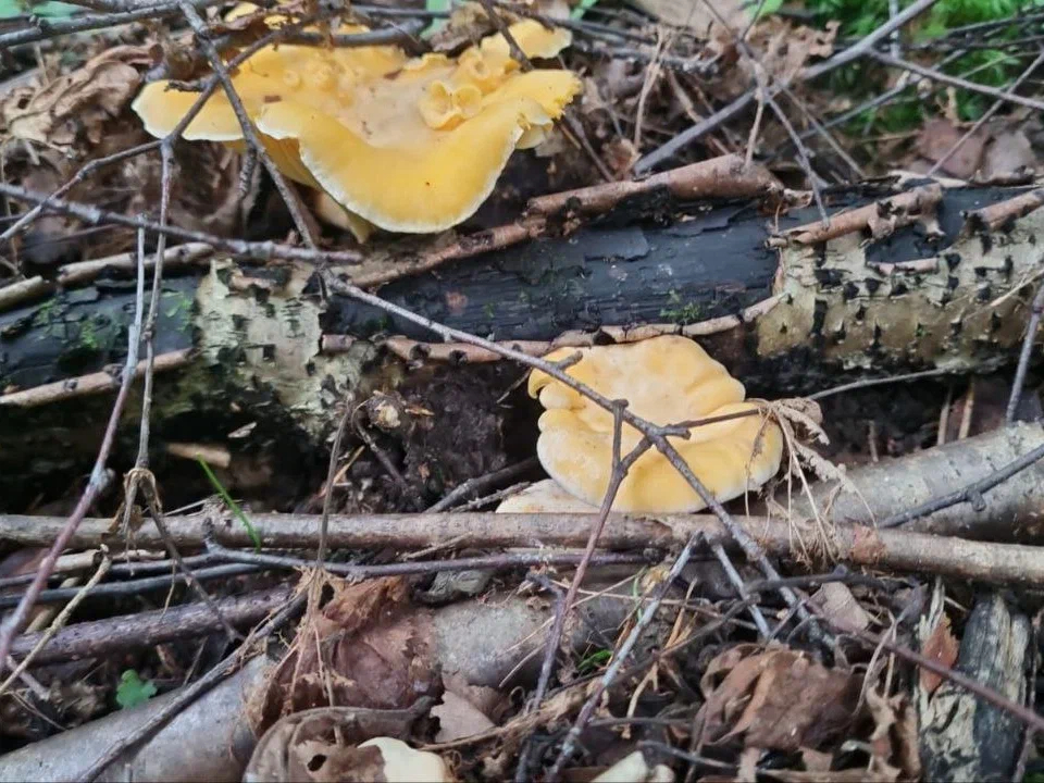 Фото: REGIONS/Наталия Надточая