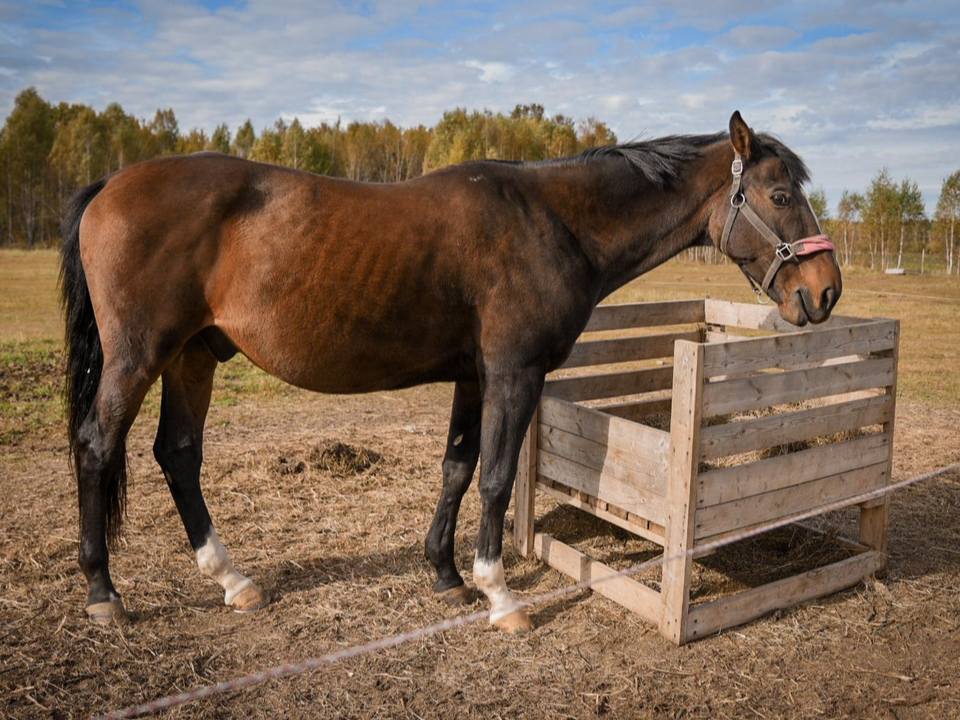 Фото: МедиаБанк Подмосковья/Ольга Антонова