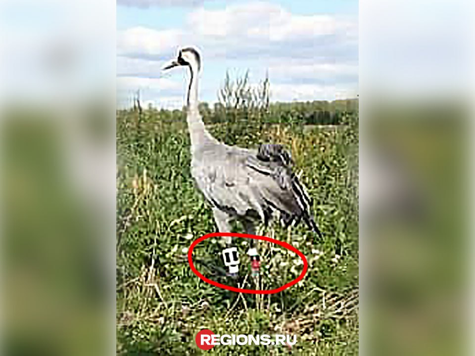 Тот самый журавль по кличке Дубна с трекером на ноге. Фото предоставлено Ольгой Гринченко