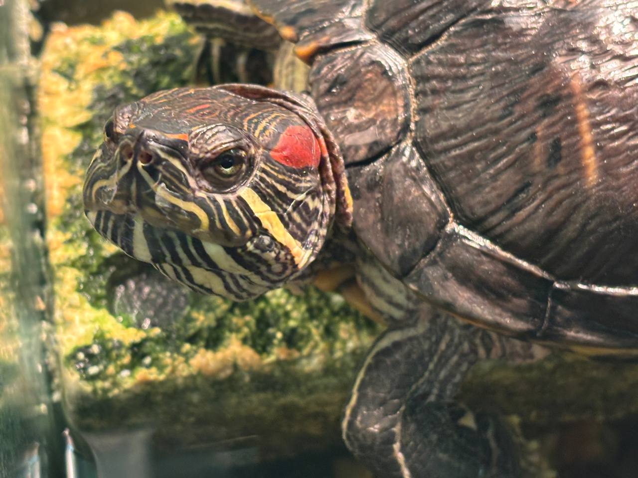 Фото: телеканал «Дубна»