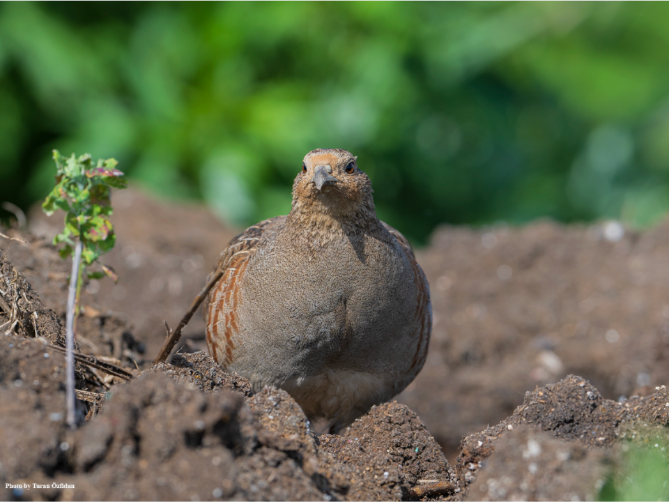 Серая куропатка. Фото: личный архив Турана Озфидана