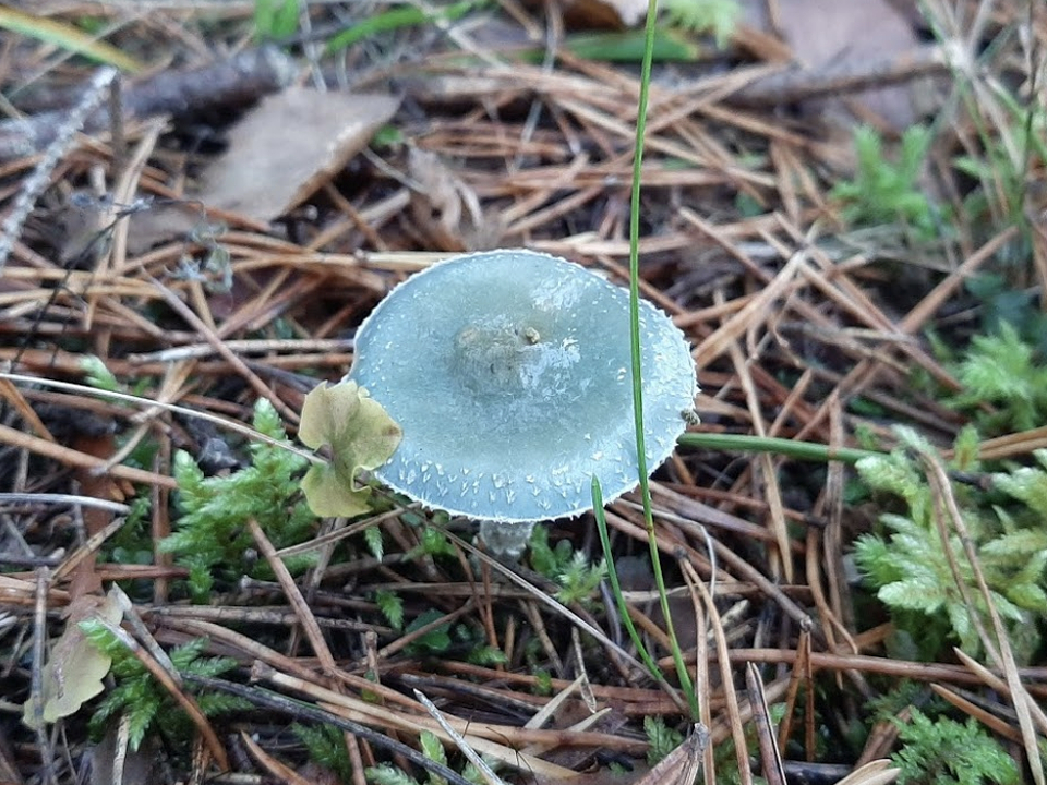 Фото: сommons.wikimedia/Svencapoeira