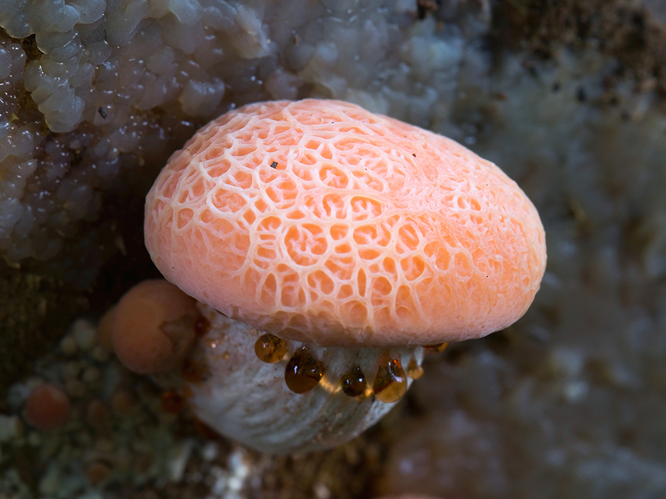 Фото: сommons.wikimedia/Stu's Images