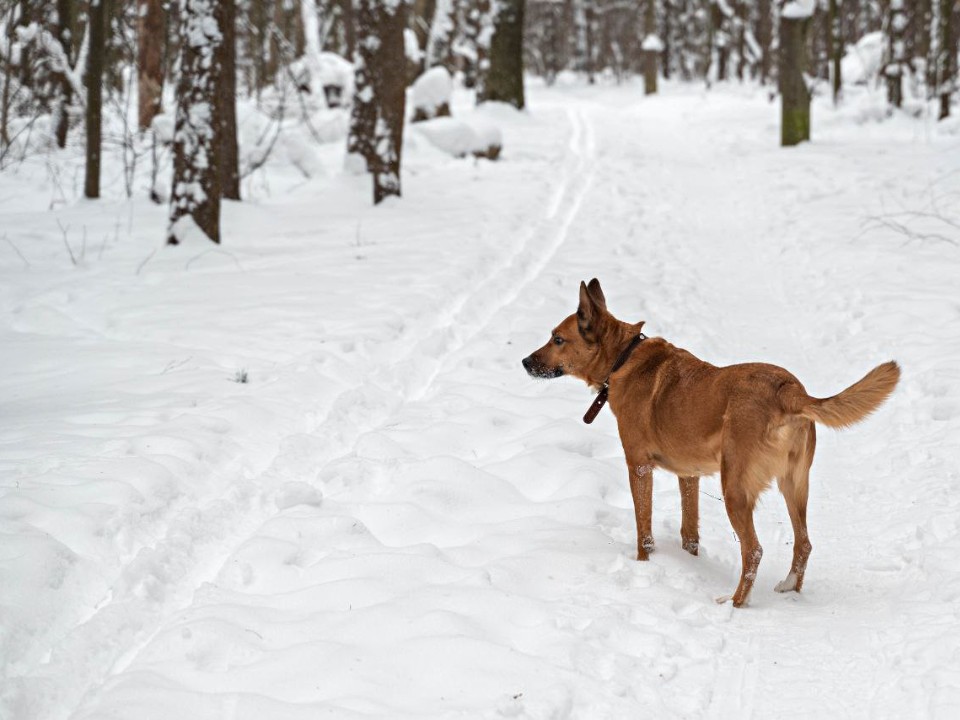 Фото: Максим Зубарев