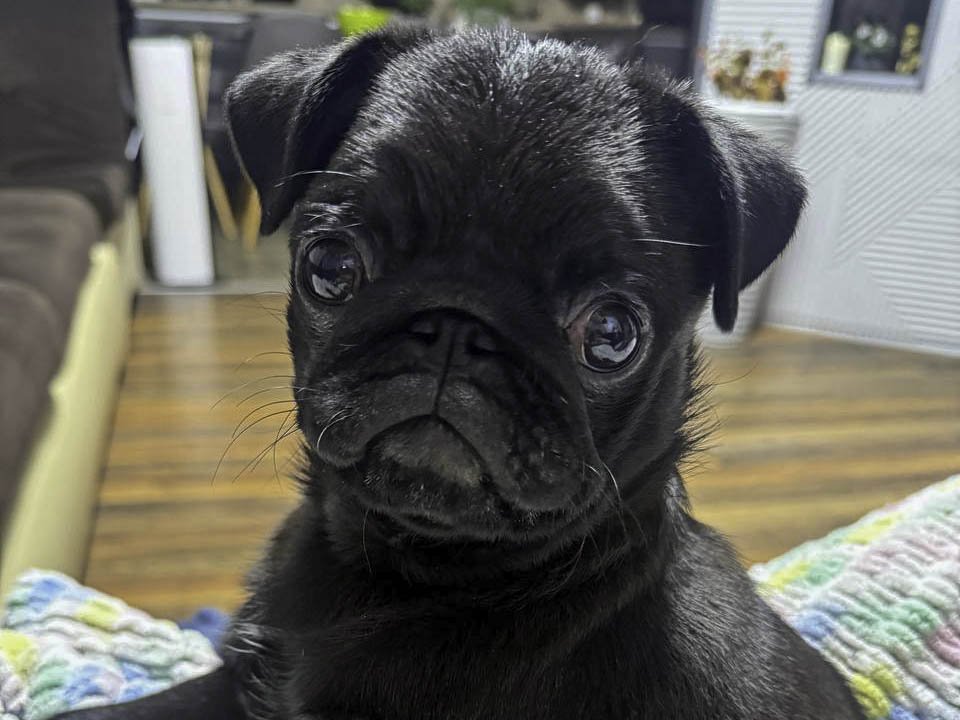 Мопс. Фото: Анастасия Малышенко