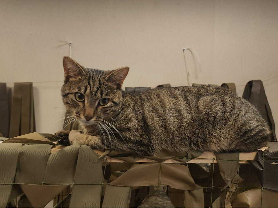 Фото: МедиаБанк Подмосковья/Наталья Лымарь