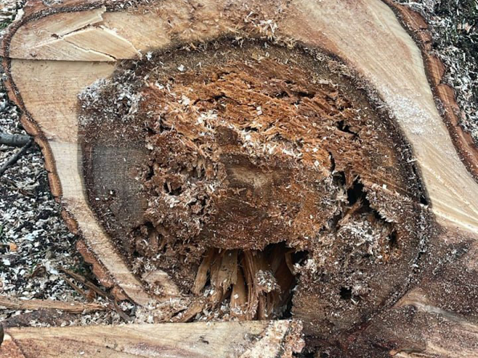 Фото: Парк культуры и отдыха г.о. Щелково