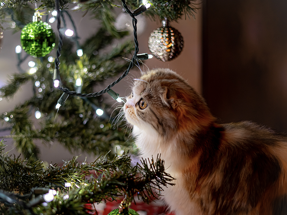 Фото: istockphoto.com/Syd White