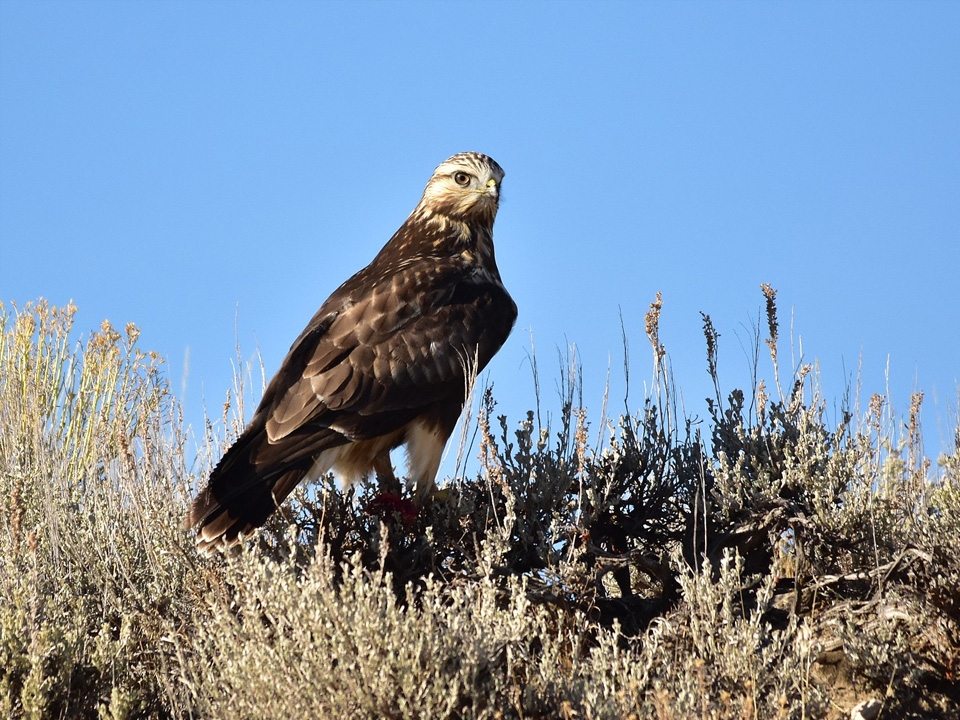 Фото: commons.wikimedia/USFWS Mountain-Prairie
