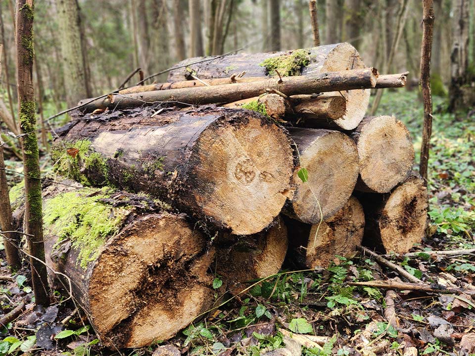 Фото: МедиаБанк Подмосковья/Валентина Максимова 