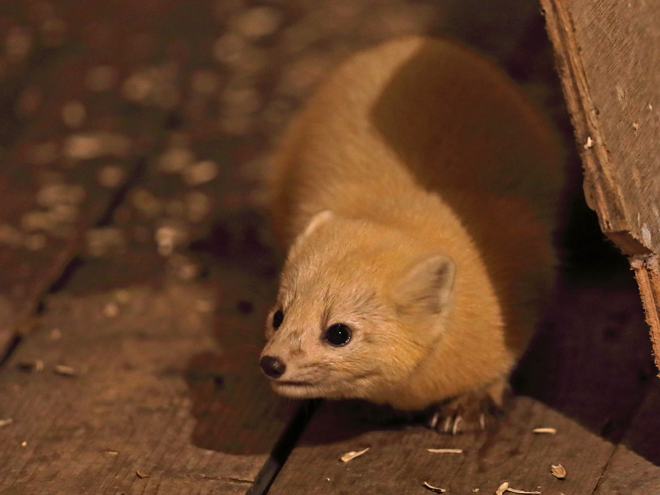 Фото: istockphoto.com/neil bowman 