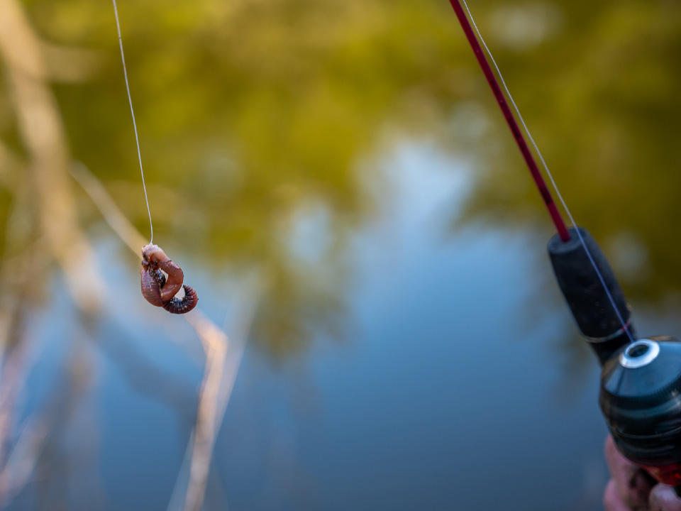 Фото: istockphoto.com/Steven White 