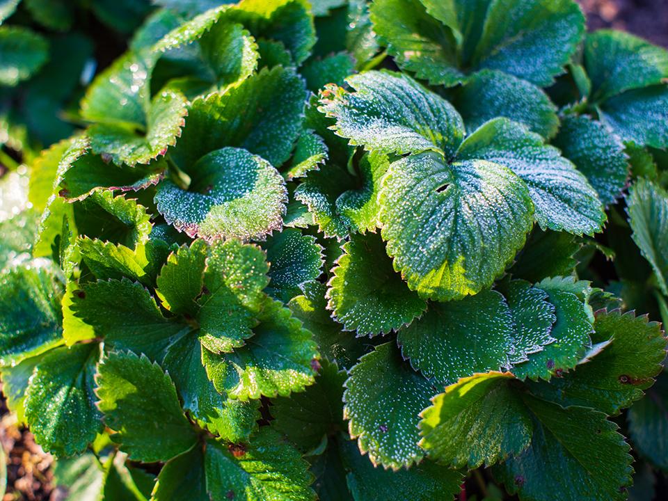 Фото: istockphoto.com/Evgeny Shaplov