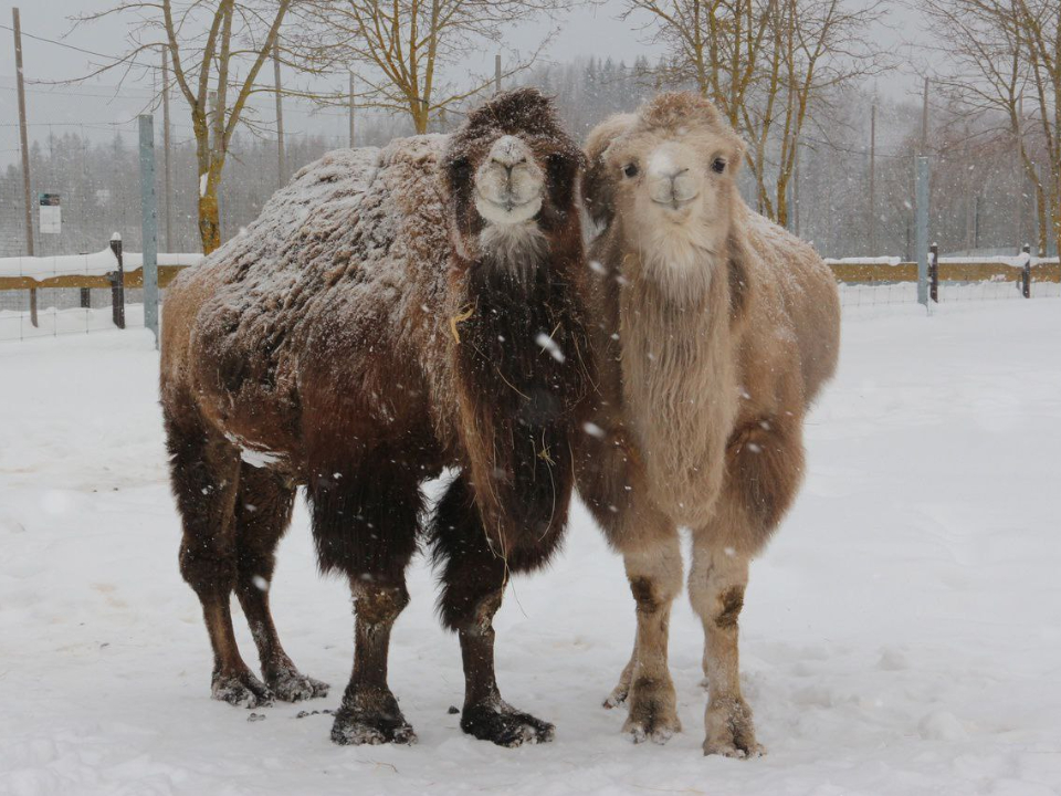 Фото: Центр воспроизводства редких видов животных