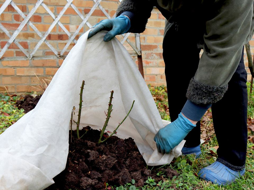 Фото: istockphoto.com/Natalia Dorojkina