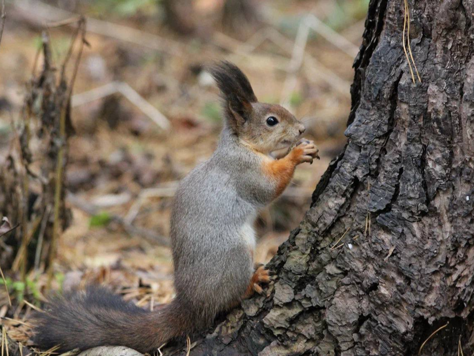 Фото: t.me/kuz_les