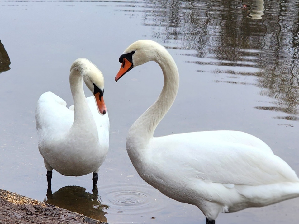 Фото: МедиаБанк Подмосковья/Валерия Тингаева