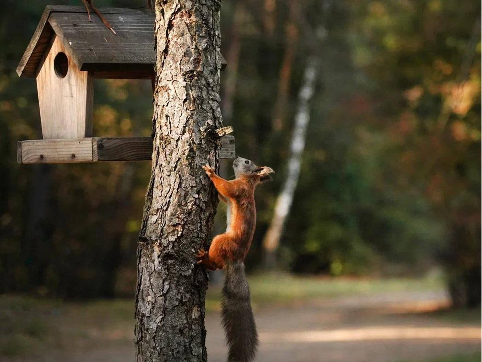 Фото: t.me/kuz_les