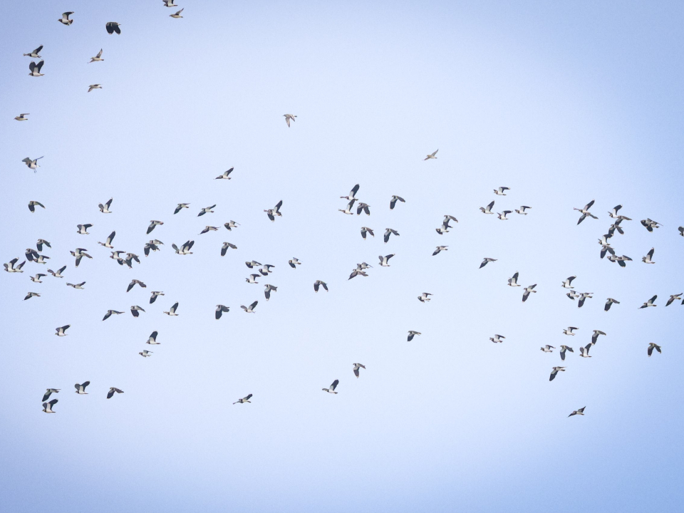 Чибисы, золотистые ржанки и тулесы. Фото: Максим Филатов