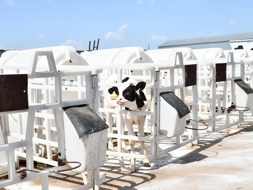 Фото: «Ферма Цветковых»