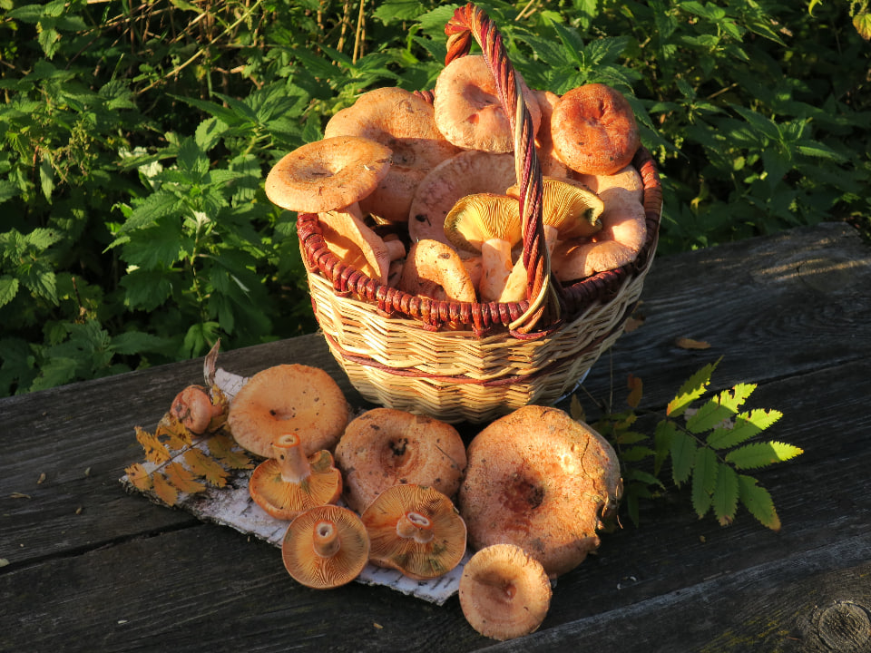 Фото: медиасток.рф