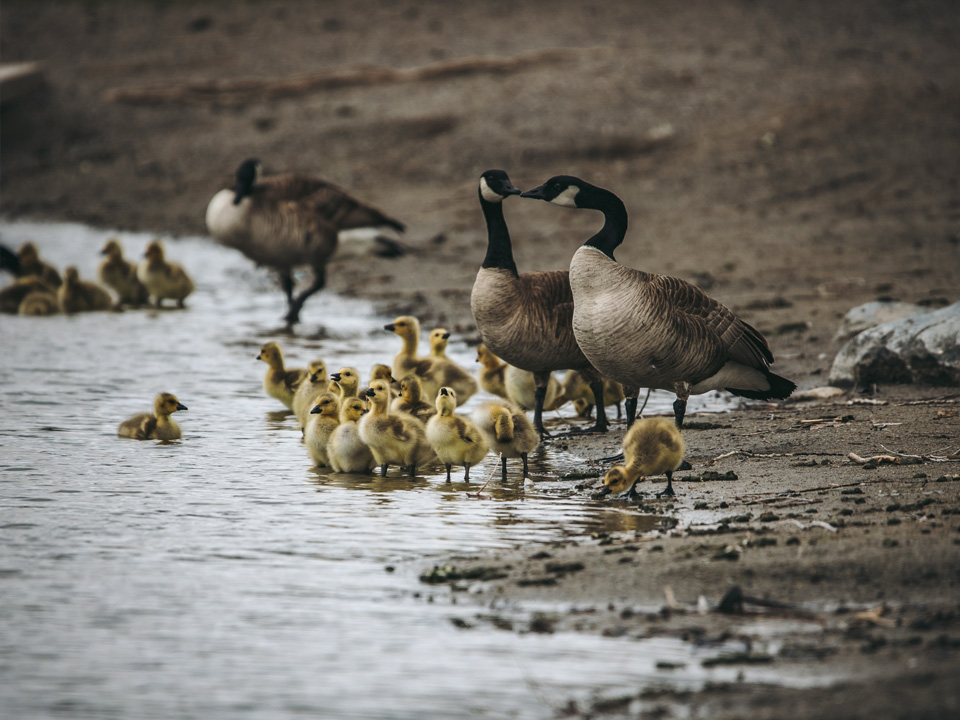 Фото: istockphoto.com/Brandon Hardman 
