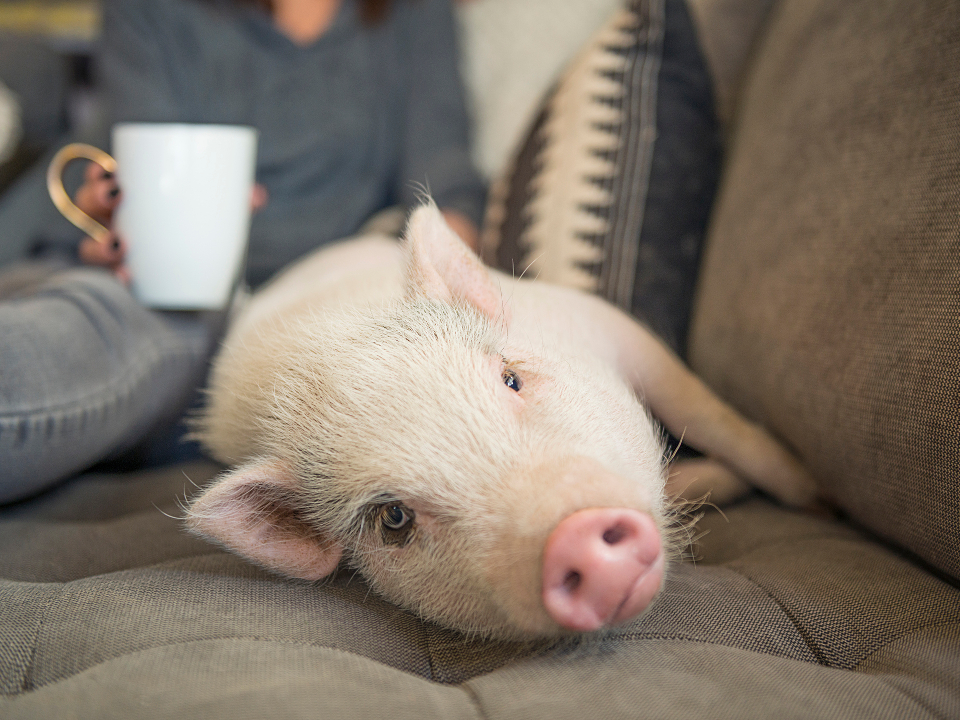 Фото: istockphoto.com/HadelProductions