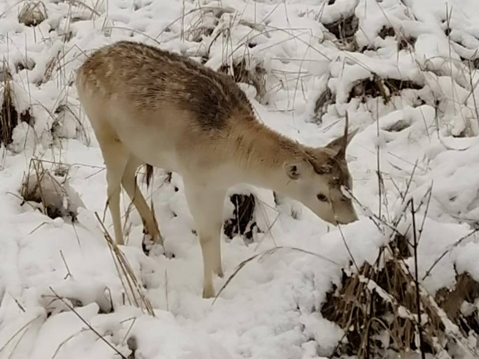 Фото: пресс-служба национального парка «Лосиный остров»