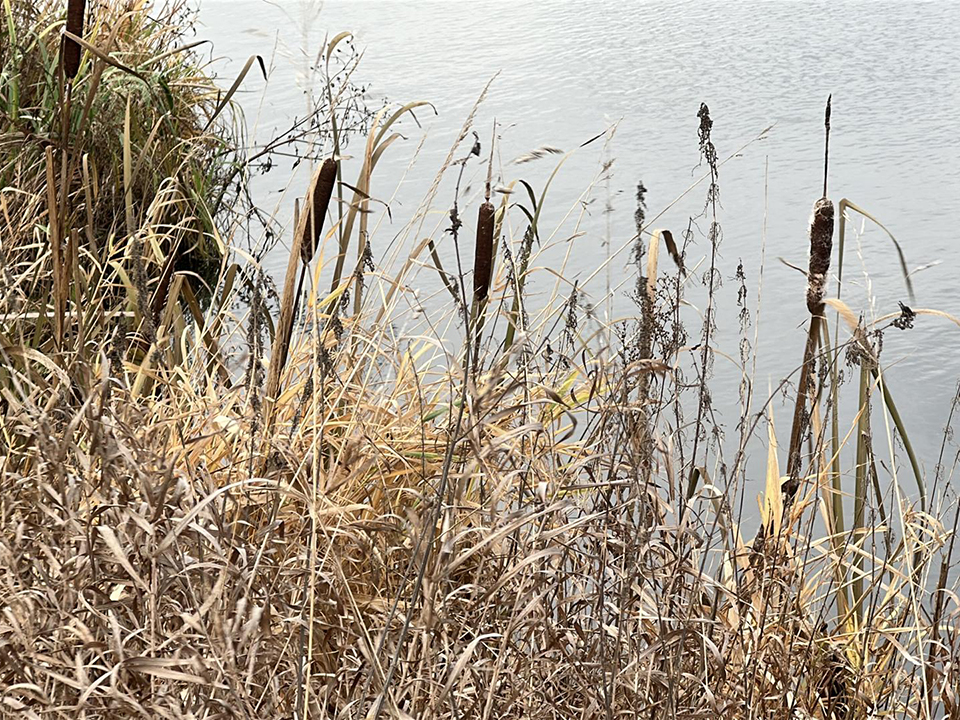 Фото: МедиаБанк Подмосковья/Кристина Тришина